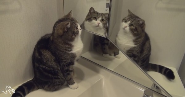 Γάτες και καθρέφτες (βίντεο)