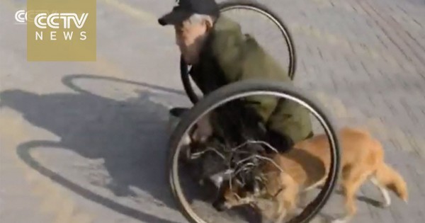Πιστός σκύλος σπρώχνει το αναπηρικό καροτσάκι 86χρονου ζητιάνου
