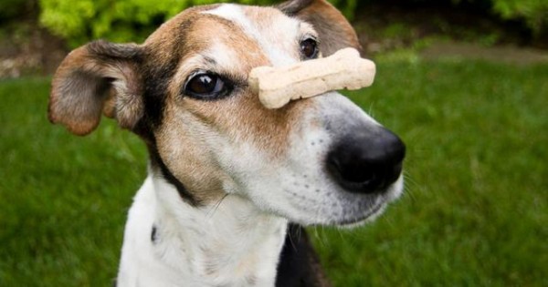 Μπισκότα φαρμακευτικής κάνναβης για… σκύλους