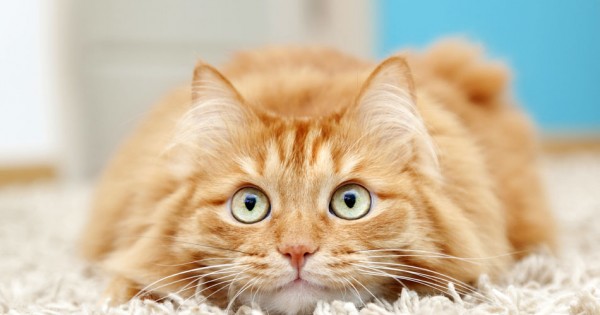 Τα 10 συχνότερα προβλήματα συμπεριφοράς στις γάτες και πώς να τα αντιμετωπίσετε