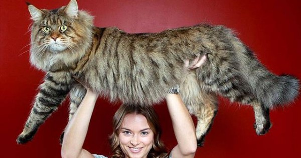 Γάτες γιγαντιαίων διαστάσεων!