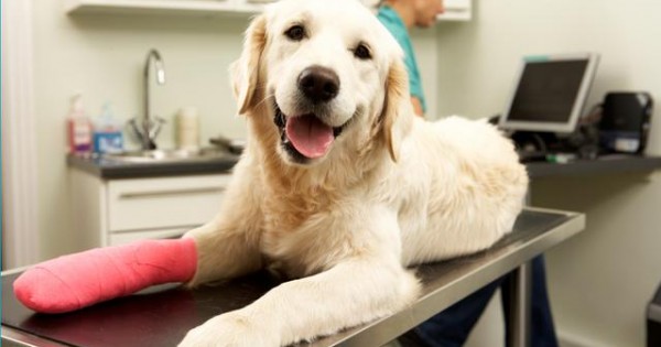 Πρώτες βοήθειες σκύλου: Τι πρέπει να κάνεις σε περίπτωση αιμορραγίας