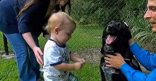 Πώς ο σκύλος πρόδωσε babysitter που κακοποιούσε το μωρό