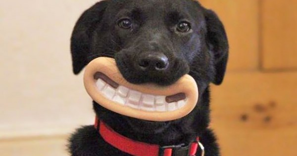 15 σκυλάκια που δεν έχουν ιδέα πόσο αστεία φαίνονται με τα παιχνίδια τους (φωτο)