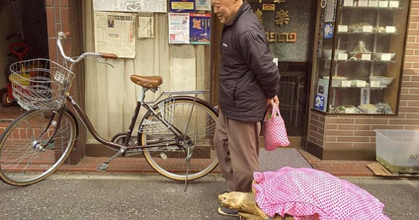 Βόλτα με τη χελώνα του στους δρόμους του Τόκιο! (Εικόνες)