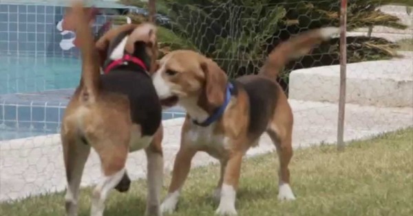 9 σκύλοι απολαμβάνουν την ελευθερία τους για πρώτη φορά