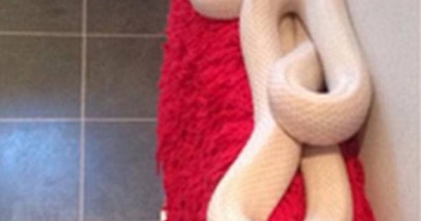 Βρετανία: Βρήκε φίδι δύο μέτρων στο μπάνιο της (εικόνες)