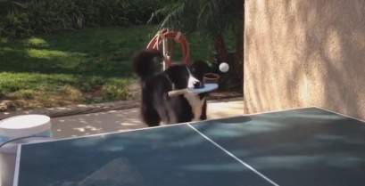 Ο σκύλος που παίζει πινγκ πονγκ (Βίντεο)