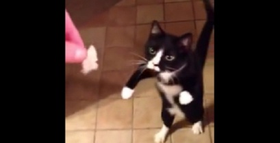 Σας παρουσιάζουμε τη γάτα – ζόμπι (Βίντεο)