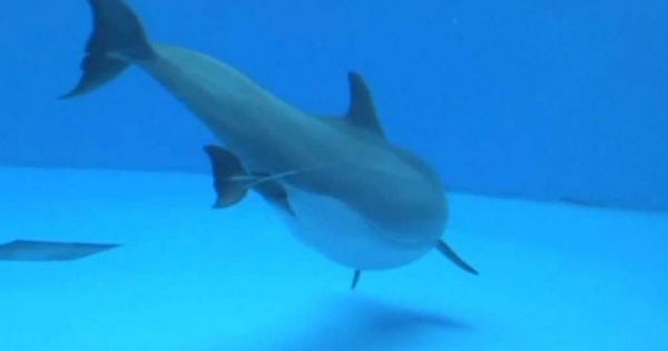 Μοναδικό βίντεο: Δείτε πώς γεννούν τα δελφίνια!