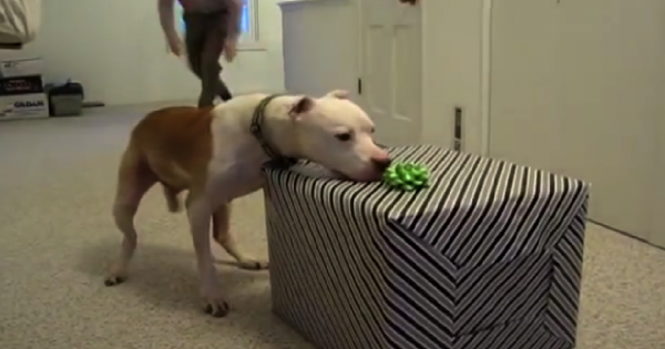 Ο 11χρονος σκύλος Pitbull με καρκίνο που του έκαναν έκπληξη για τα γενέθλια του επειδή νίκησε τον καρκίνο! (Εικόνες-Βίντεο)