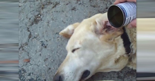 Έριξε ξίδι μέσα στο αυτί ενός γέρικου σκύλου. Ο λόγος; Πολύ έξυπνος! (Βίντεο)