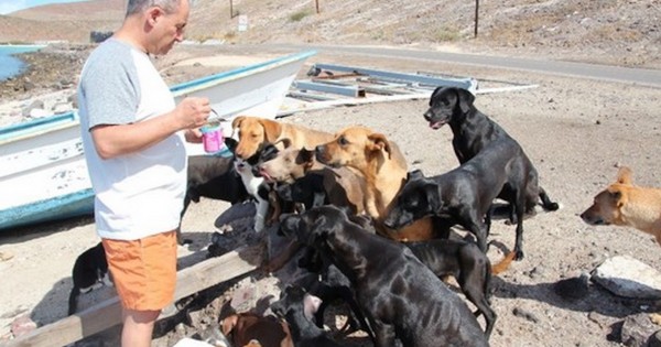 Ζευγάρι έσωσε 34 αδέσποτα σκυλιά και γάτες στη διάρκεια των διακοπών του!
