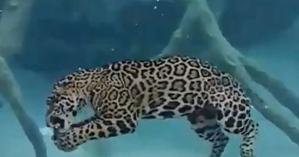 Το τζάγκουαρ που κάνει υποβρύχιο (Βίντεο)