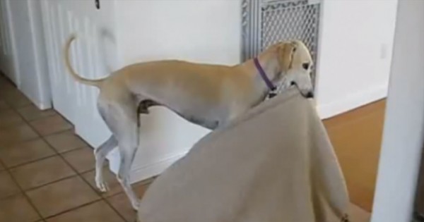 Του αγόρασαν ένα νέο κρεβατάκι. Αυτό που έκανε στη συνέχεια το σκυλάκι ήταν απίθανο! (Βίντεο)