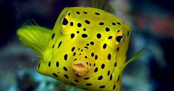 Boxfish: Το παράξενο ορθογώνιο ψάρι! (Φωτογραφίες)