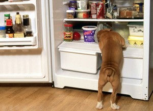 Σκύλος κλέβει φαγητό από το ψυγείο! (Βίντεο)