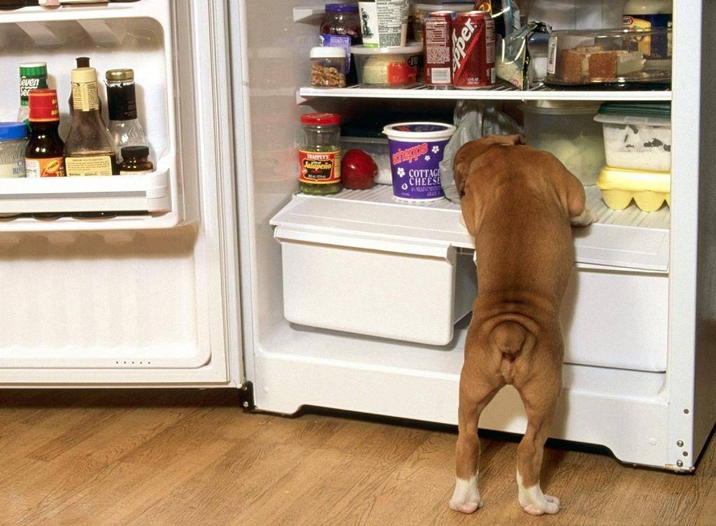 ψυγείο φαγητό Σκύλος 