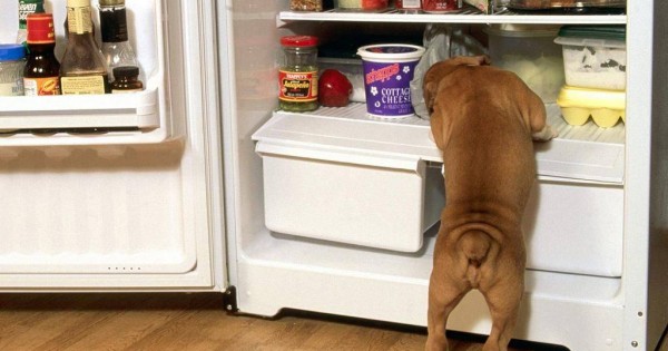 Απίθανος σκύλος κλέβει φαγητό από το ψυγείο!