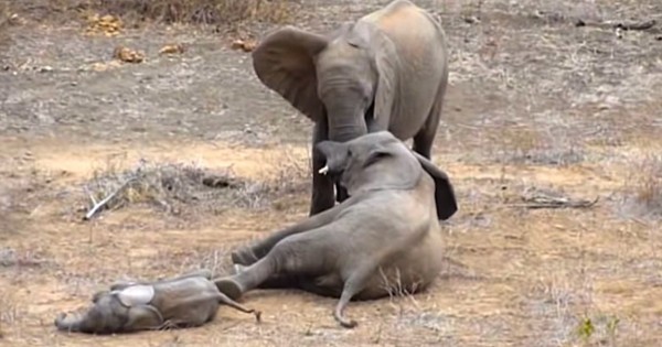 Αυτά τα δυο αδέλφια ελέφαντες άρχισαν να μαλώνουν. Δείτε όμως τι έκανε το μικρό ελεφαντάκι…(Βίντεο)