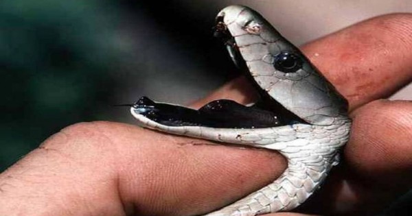 Αυτά είναι τα δέκα πιο επικίνδυνα φίδια του κόσμου (εικόνες)