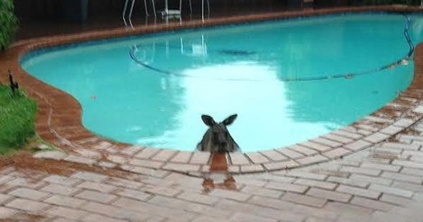 Βρήκε ένα καγκουρό στην πισίνα του! (Εικόνες)