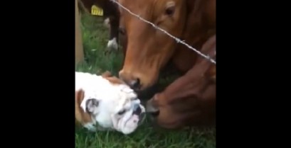 Το μπουλντόγκ συναντά τις αγελάδες (Βίντεο)
