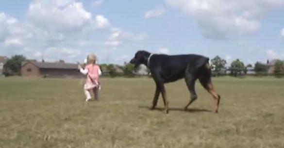 Δείτε πώς ένα Ντόπερμαν προστατεύει ένα μικρό κοριτσάκι! (Βίντεο)