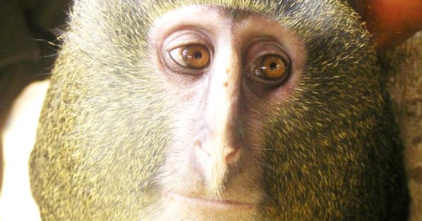 O πίθηκος με τα… ανθρώπινα μάτια! (Εικόνες)