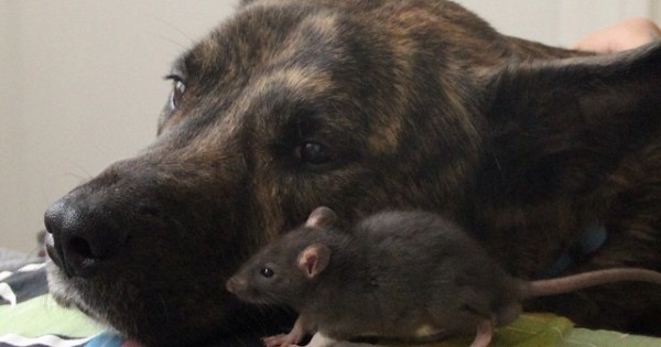 Σκύλος και… ποντίκι, τα καλύτερα φιλαράκια! (Εικόνες)