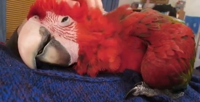 Χαδιάρης παπαγάλος (Βίντεο)