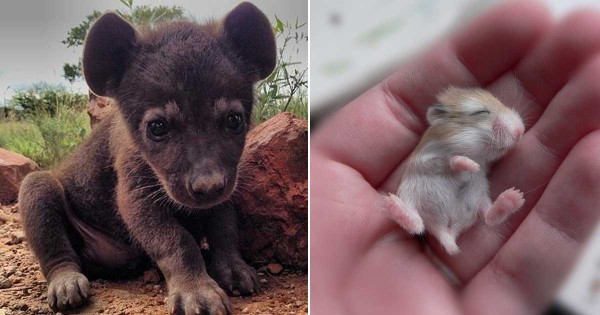 20 ζώα που δεν τα έχετε ξαναδεί σε μικρή ηλικία! (Εικόνες)