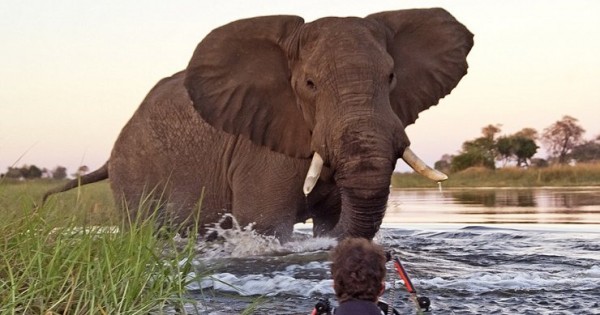 Τετ-α-τετ με έναν ελέφαντα! (Εικόνες)