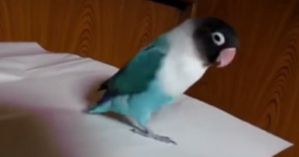 Όταν αρχίζει η μουσική δώστε προσοχή στα πόδια του παπαγάλου! (Βίντεο)