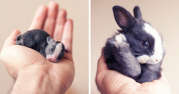 Δείτε τον πρώτο μήνα ζωής ενός νεογέννητου κουνελιού μέσα από αυτές τις υπέροχες φωτογραφίες! (Εικόνες)