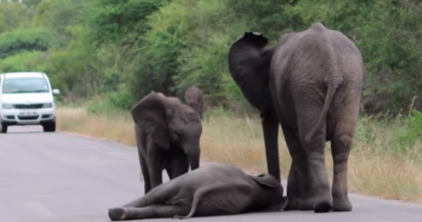 Ένα αξιολάτρευτο ελεφαντάκι καταρρέει στο δρόμο από την κούραση, δείτε όμως τι έκαναν ο μπαμπάς και η μαμά του… (Βίντεο)