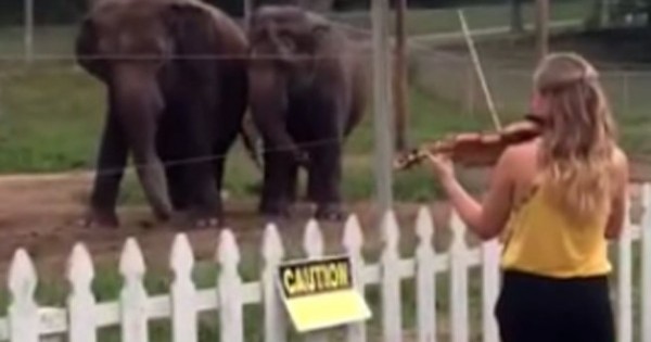 Άρχισε να παίζει βιολί μπροστά σε δύο ελέφαντες. Δεν περίμενε ποτέ την αντίδραση αυτή! (Βίντεο)