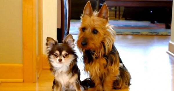 Ρωτάει τα σκυλάκια της ποιο από τα δυο τα… έκανε στην κουζίνα. Η αντίδραση τους θα σας κάνει να γελάσετε! (Βίντεο)