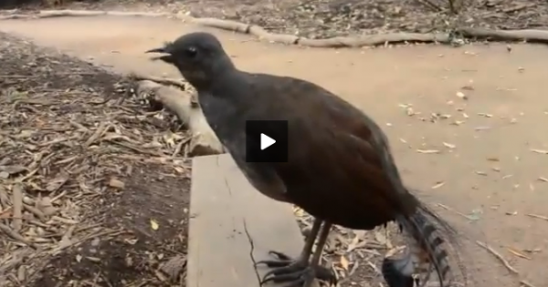 Οι απίστευτες μιμήσεις του πουλιού Λύρα (βιντεο)