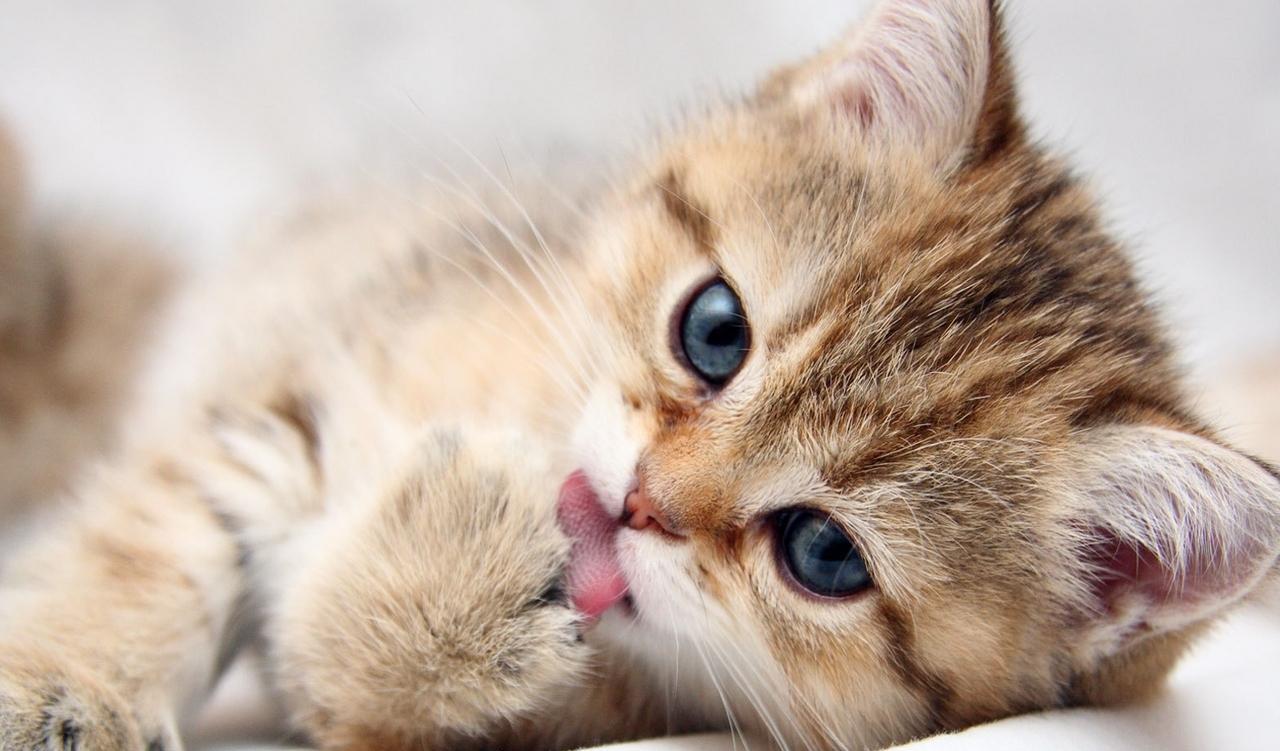 Cute-Kitten-kittens-16122946-1280-800