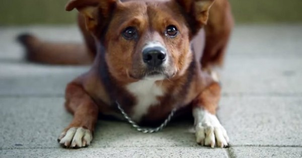 Διαφημιστικό για Όσκαρ: Ο πιστός σκύλος ακολουθεί την καρδιά του αφεντικού του