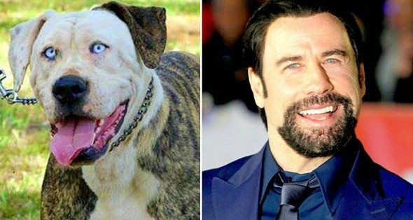 18 διάσημοι που έχουν δίδυμο σκύλο!