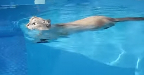 Ο γάτος που κολυμπάει σαν χέλι… (video)