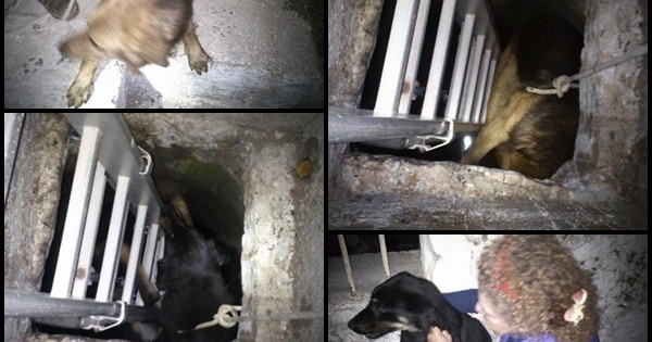 Κεφαλονιά: Πέταξε 3 σκύλους σε πηγάδι… λόγω γαβγίσματος