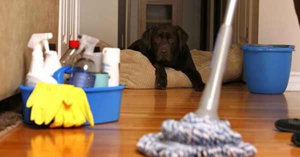 Πρώτες βοήθειες σκύλου: Επαφή με οξέα ή ισχυρά καθαριστικά. Τι πρέπει να κάνεις