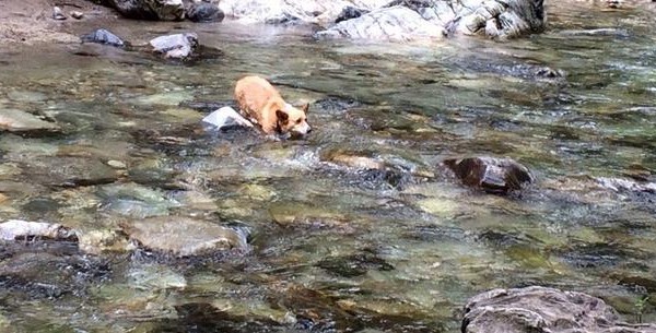 Δείτε μια δραματική διάσωση σκύλου από τα νερά ορμητικού χειμάρρου (βιντεο)