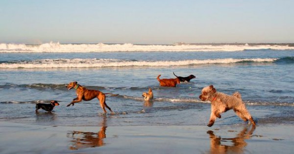 Προσοχή στα παραπλανητικά δημοσιεύματα! Τα σκυλιά δεν επιτρέπονται (ακόμα) στις παραλίες