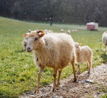 Γιατί προσέλαβαν 80 πρόβατα στην Ελβετία;