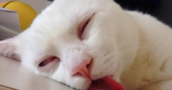 Οι γάτες μπορούν πραγματικά να κοιμηθούν οπουδήποτε! (φωτογραφίες)