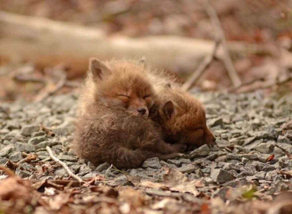 μωρά αλεπουδάκια αλεπού 